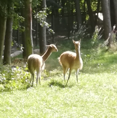 Hier die noch etwas scheuen Vikunjas (Bild vergrößern)