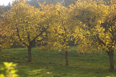 Kirschbäume mit Herbstlaub (c) Andrea Imhäuser (Bild vergrößern)