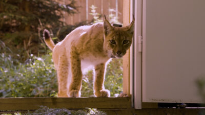 Im Rahmen des Artenschutzprojekts „Luchs Thüringen – Europas Luchse vernetzen“ wurden zwei weitere Luchse erfolgreich im mittleren Thüringer Wald ausgewildert. (Bild vergrößern)