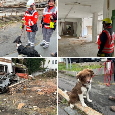 Meldung: Training der BRK Rettungshundestaffel Hof