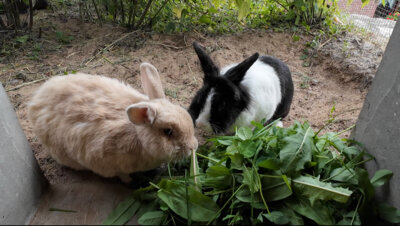 Franzi glücklich mit Lothar (Bild vergrößern)