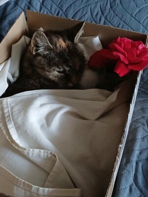 Gute Reise kleine Lissy (Bild vergrößern)
