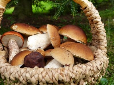 Foto: Pixabay (Bild vergr&ouml;&szlig;ern)