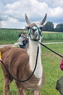 Fahrt zu den Alpakas und Lamas (Bild vergrößern)