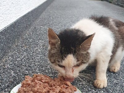 Fundkatze in Ohmes! (Bild vergrößern)