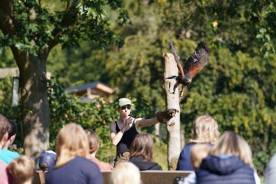 Jana_Zulauf_Greifenwarte Edersee  Publikumsmagnet: Die Flugschau der Greifenwarte Edersee an der Aussichtsplattform im WildtierPark Edersee zieht regelmäßig zahlreiche Zuschauerinnen und Zuschauer in ihren Bann.  Bildautor: Nationalpark Kellerwald-Edersee (Bild vergrößern)