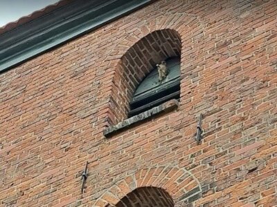 Nachwuchs der Turmfalken in Gielsdorf (Bild vergrößern)