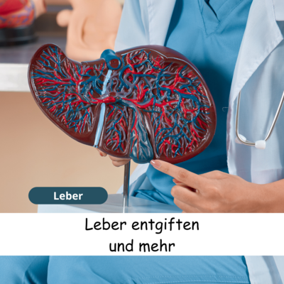 Meldung: Die Leber: Unser größtes Entgiftungsorgan und mehr