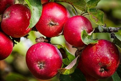 Obstbäume – Ernteprojekt „Gelbes Band“ (Bild vergrößern)