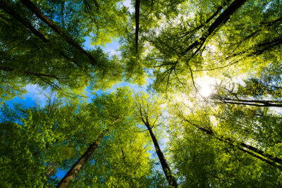 Foto: iStock/GettyImages (Bild vergrößern)