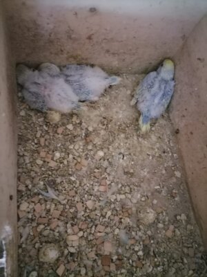 Foto zur Meldung: Neues aus unserer Vogelvoliere