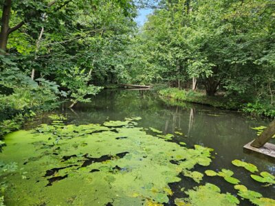 Eigentlich schiffbar, aber räumungsbedürtig: Die Spree bei Groß Wasserburg. Foto: Dörthe Ziemer (Bild vergrößern)