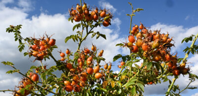 Von Wildfrüchten, Wölfen und Rieseneidechsen (Bild vergrößern)