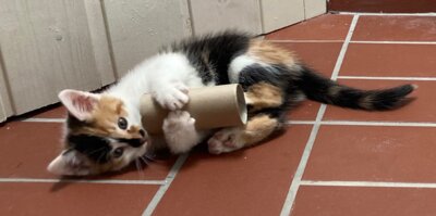 Foto zu Meldung: Fundkatze in Reuden: Wem gehört diese Samtpfote?