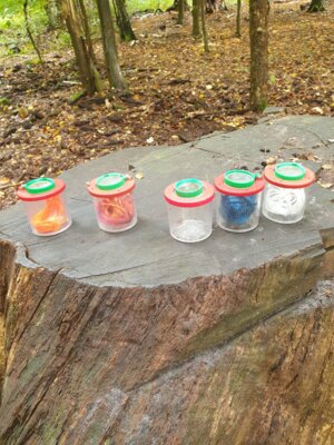 Warum ist es gut ,dass Regenwürmer genau die Farbe des Waldbodens haben? In einem Wollewurm Experiment fanden die Kinder heraus, dass orange, blaue, rote und weiße Regenwürmer schnell zu finden sind. Die erdfarbenen Wollewürmer fanden wir nicht wieder. (Bild vergrößern)