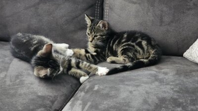 Luna und Trixi im neuen Zuhause (Bild vergrößern)