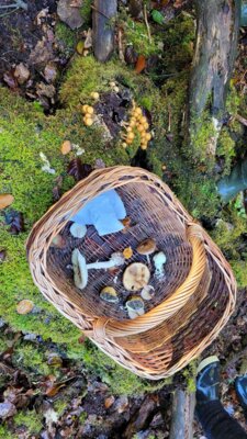 Pilzlehrwanderung / Junge LandFrauen (Bild vergrößern)