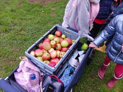 Besuch der Streuobstwiese Klassen 1a und 1b