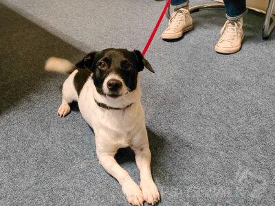 Dieser Jack-Russell-Terrier wurde in Sadenbeck gefunden. Foto: Stadt Pritzwalk (Bild vergrößern)