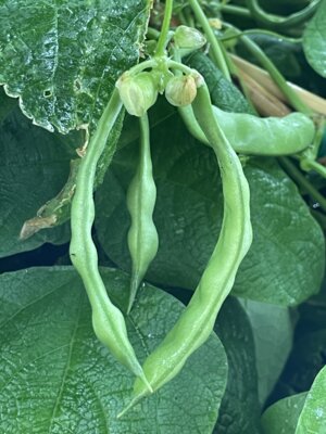 Dokumentation "Superfood Bohnen"