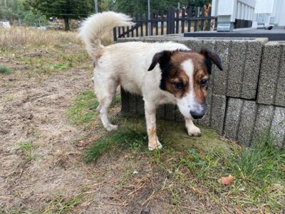 Zugelaufener Terrier in Damelang