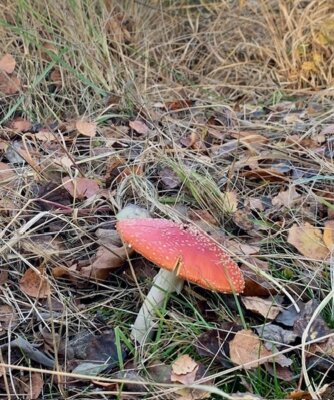 Wir wünschen entspannte Herbstferien