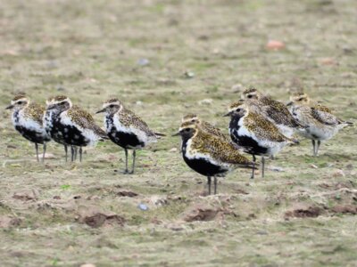 Goldregenpfeifer gerhören zu den Zugvögeln, die im Herbst im Vogelschutzgebiet rasten. Foto: Bernd Klare (Bild vergrößern)