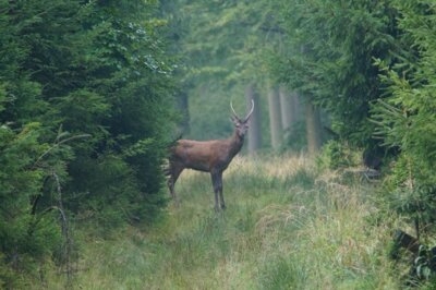 Spiesser (c) Peter Kerst (Bild vergrößern)