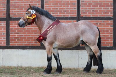Siegerhengst 2023: Leopold v. Liebling a.d. Libelle (Zü.: Uwe Deutschmann, Annaburg-Prettin) / Foto: Peter Tendler, Moritzburg (Bild vergrößern)