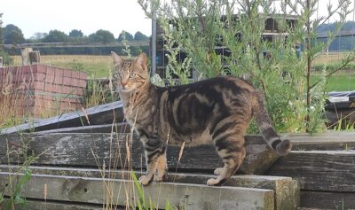Meldung: Projekt gegen Katzenelend – Herbstaktion beginnt am 7. Oktober 2024