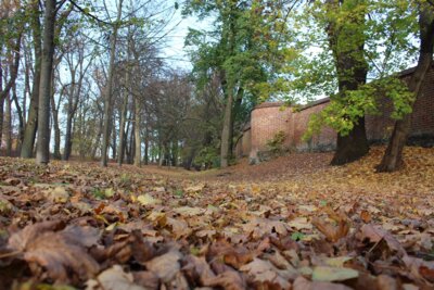Öffentliches Laub kostenlos entsorgen