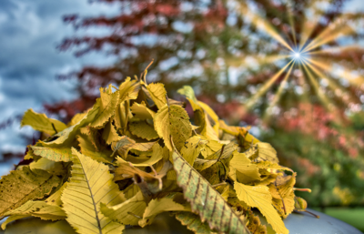 Kostenlose Annahme von Herbstlaub (Bild vergrößern)
