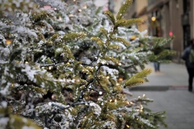 Weihnachtsbaum für den Laager Marktplatz 2024 gesucht!