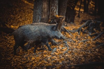 Foto zur Meldung: Schließung der Parkanlage Weinberg zur Bejagung von Wildschweinen