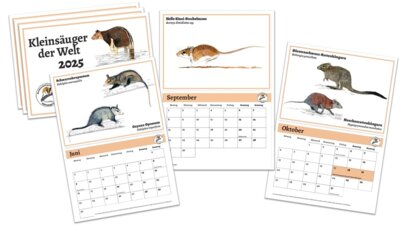 Meldung: BAG-Kalender 2025