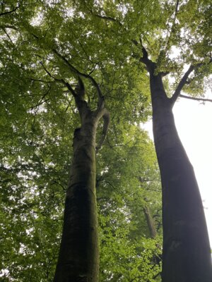 Waldforschertag (Bild vergrößern)