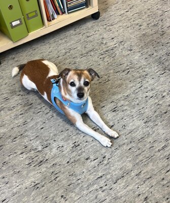 Gestatten, Lila, zu Diensten - Unser Schulhund im Einsatz! (Bild vergrößern)