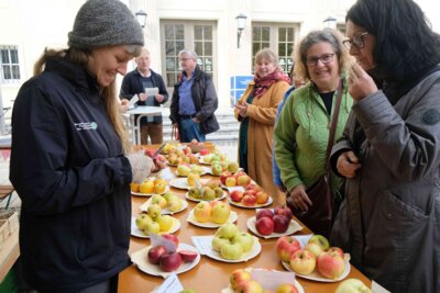 Viele Gäste kamen am 23. Oktober zum Apfelmarkt I Foto: Henrik Kempkes (Bild vergrößern)