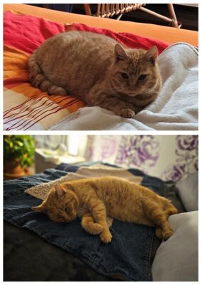 Fundkater (Bild vergr&ouml;&szlig;ern)