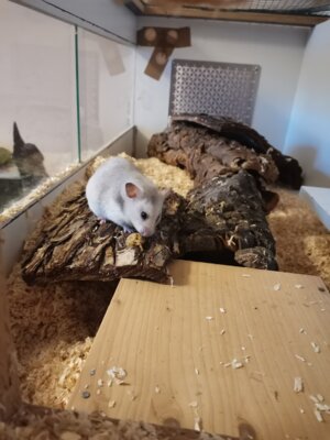 Hamsterdame im neuen Zuhause (Bild vergrößern)