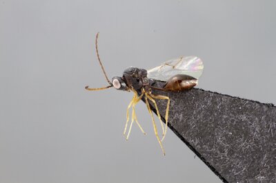 Anacharis martinae  Neuer Artenfund: Die drei Millimeter lange, bislang unbekannte Wespenart Anacharis martinae haben Forscher im Nationalpark Kellerwald-Edersee im Bereich des Banfe-Auwalds entdeckt. Bildautor: Creative Common BY 4.0, komprimiert, https://creativecommons.org/licenses/by/4.0/deed.de