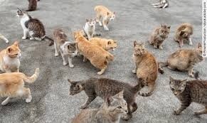 Katzen (Bild vergrößern)