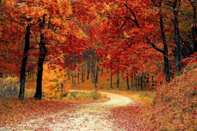 WaldWissen-Wanderung vom 25. Oktober bis 10. November bei Dankoltsweiler (Bild vergr&ouml;&szlig;ern)