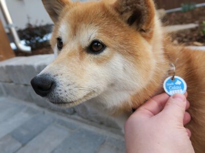Foto zu Meldung: Informationen zur neuen Brandenburger Hundehalterverordnung