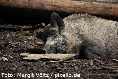 Wichtige Information für Bürger in der Region Jüchsen: Aujeszkysche Krankheit bei Wildschweinen