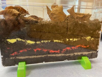Waldlichter gestalten ein Vivarium (Bild vergrößern)