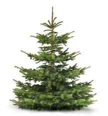 Christbaumverkauf in Röslau am 12.12.2024 (Bild vergrößern)