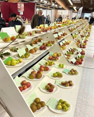 Ausstellung der verschiedenen Apfelsorten beim Vimoutiers Apfelfest (Bild vergrößern)