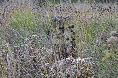 Spätsommer- und Herbstblüher für Nützlinge und Vögel stehen lassen. (Bild vergrößern)