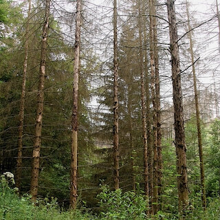 Waldschäden durch Klimawandel